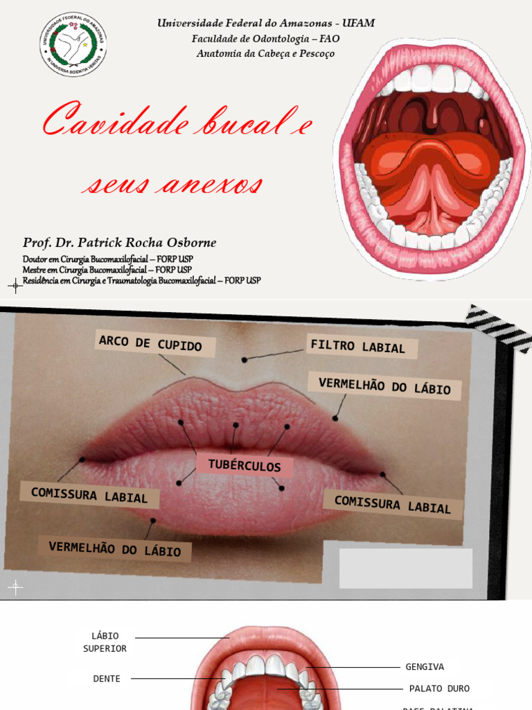 Cavidade Bucal e Anexos | PDF | Língua | Anatomia dos primatas