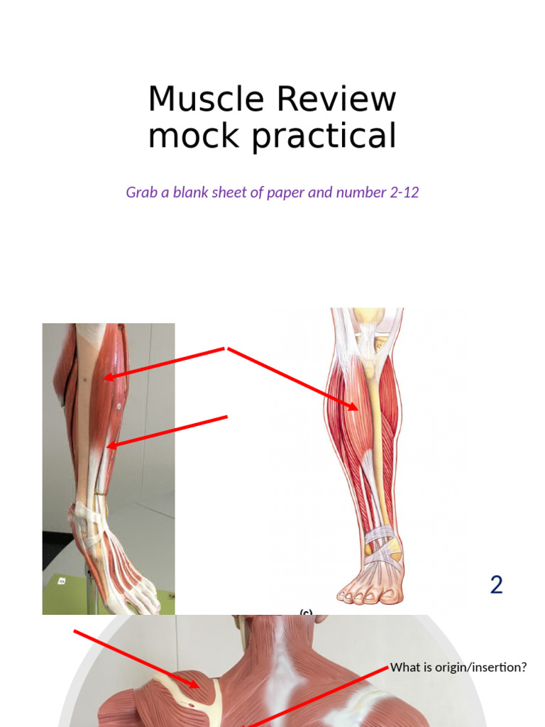 Muscle Origin and Insertion Guide | PDF