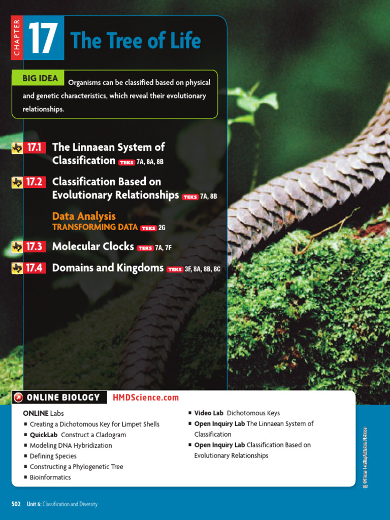Classification of Pangolins and Clades | PDF | Reptile | Taxonomy (Biology)