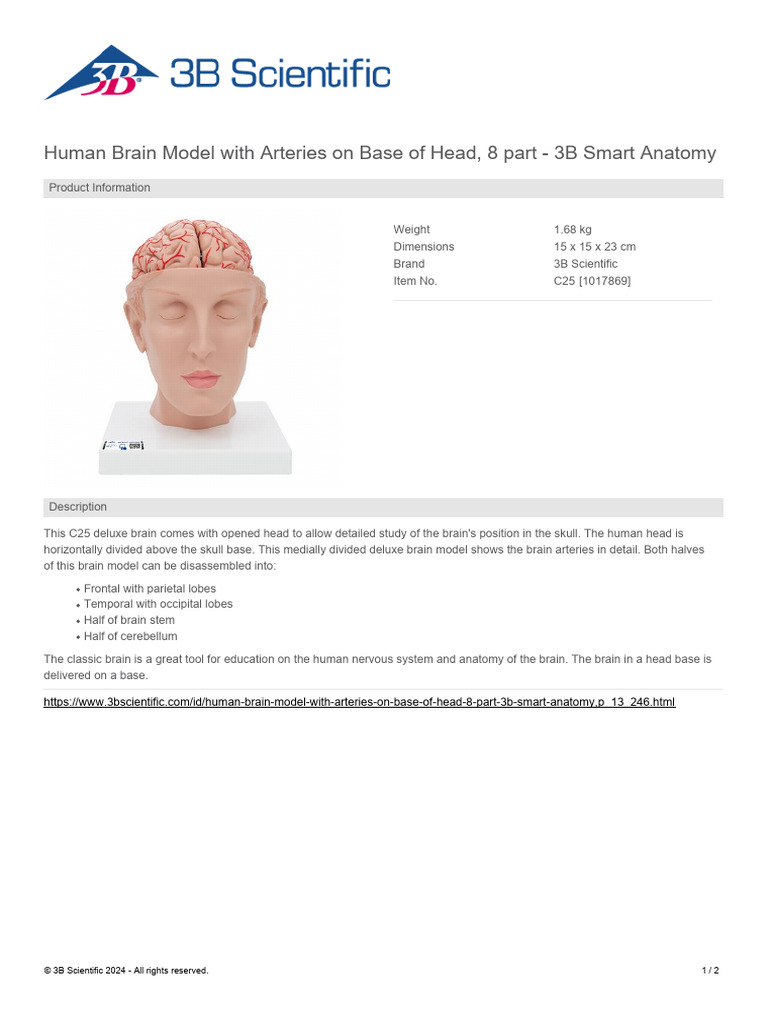 Brosur 3B 1017869 Human Brain Model With Arteries On Base of Head, 8 ...
