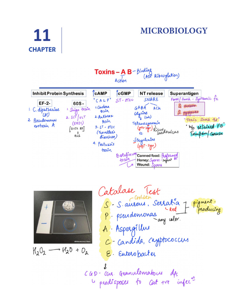 Micro With Bonus | PDF | Bacteria | Virology