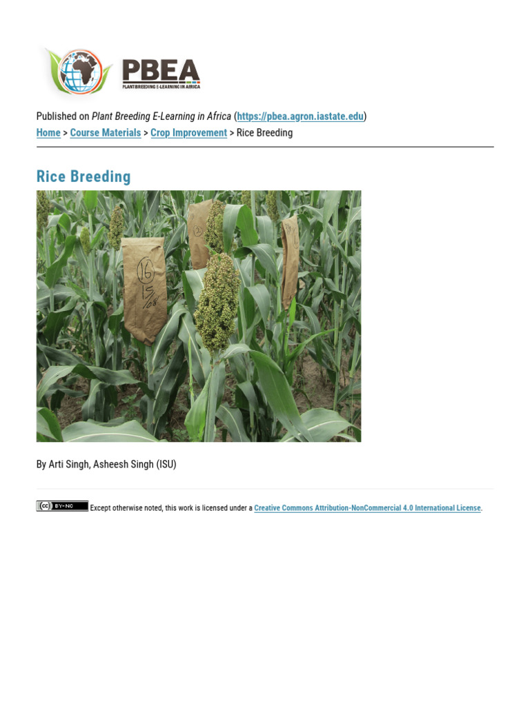 Overview of Rice Breeding Techniques | PDF | Rice | Botany