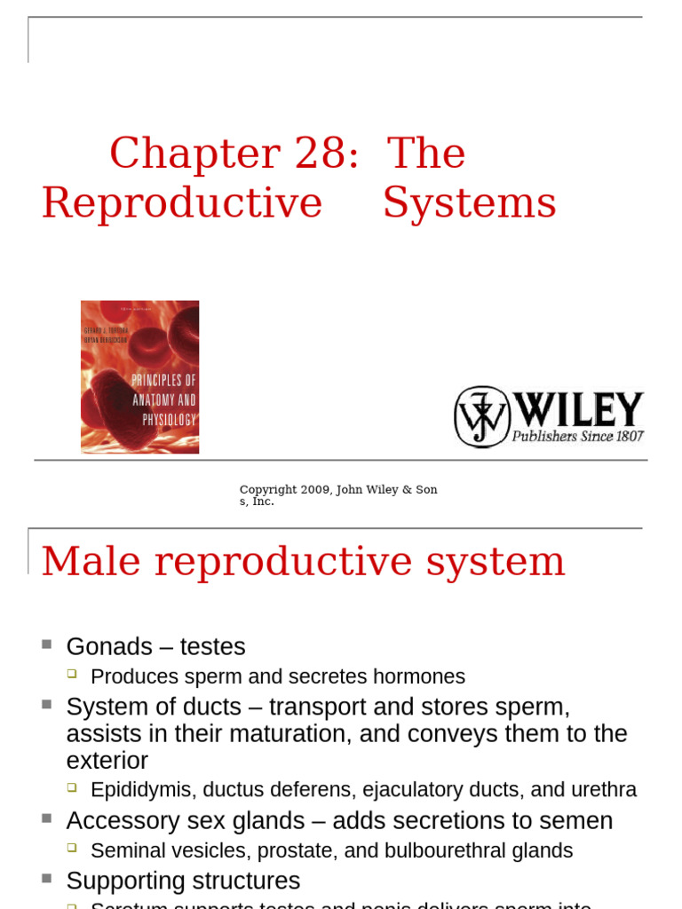 Chapter 28 Reproduction Power Point | PDF | Menstrual Cycle | Ovary