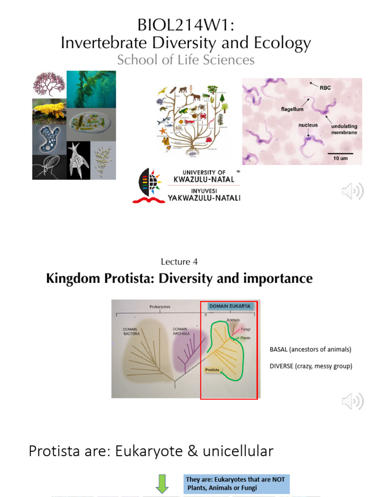 Lecture 4 - 1 - Introduction To Protista | PDF | Cell (Biology) | Vacuole