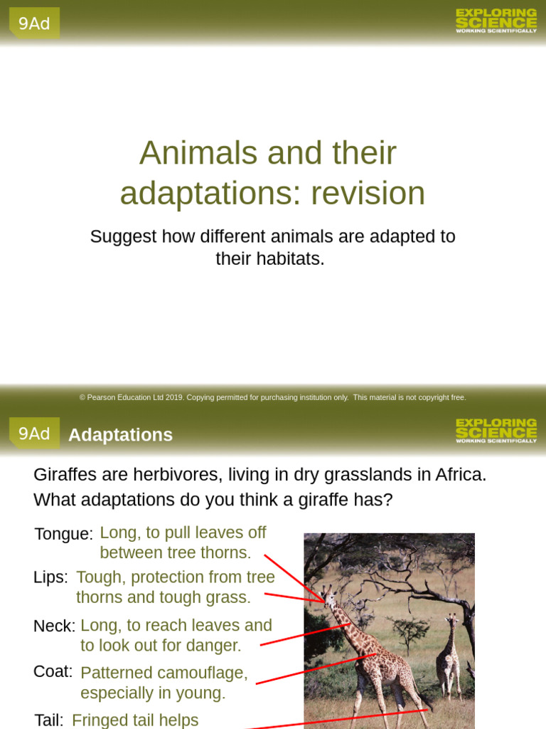 Animal Adaptation | PDF | Predation | Adaptation