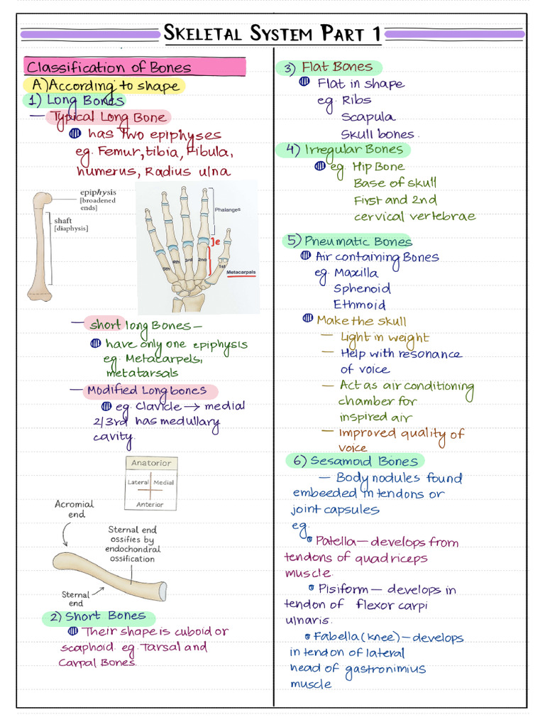 DAY 2 - Skeletal System Part 1 | PDF