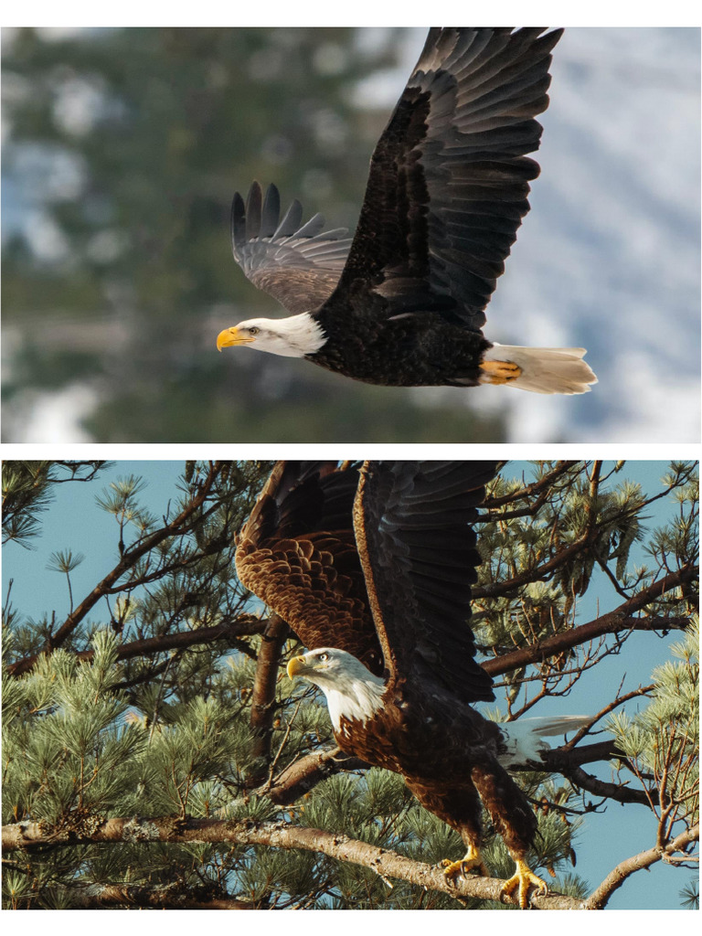 The Eagle | PDF
