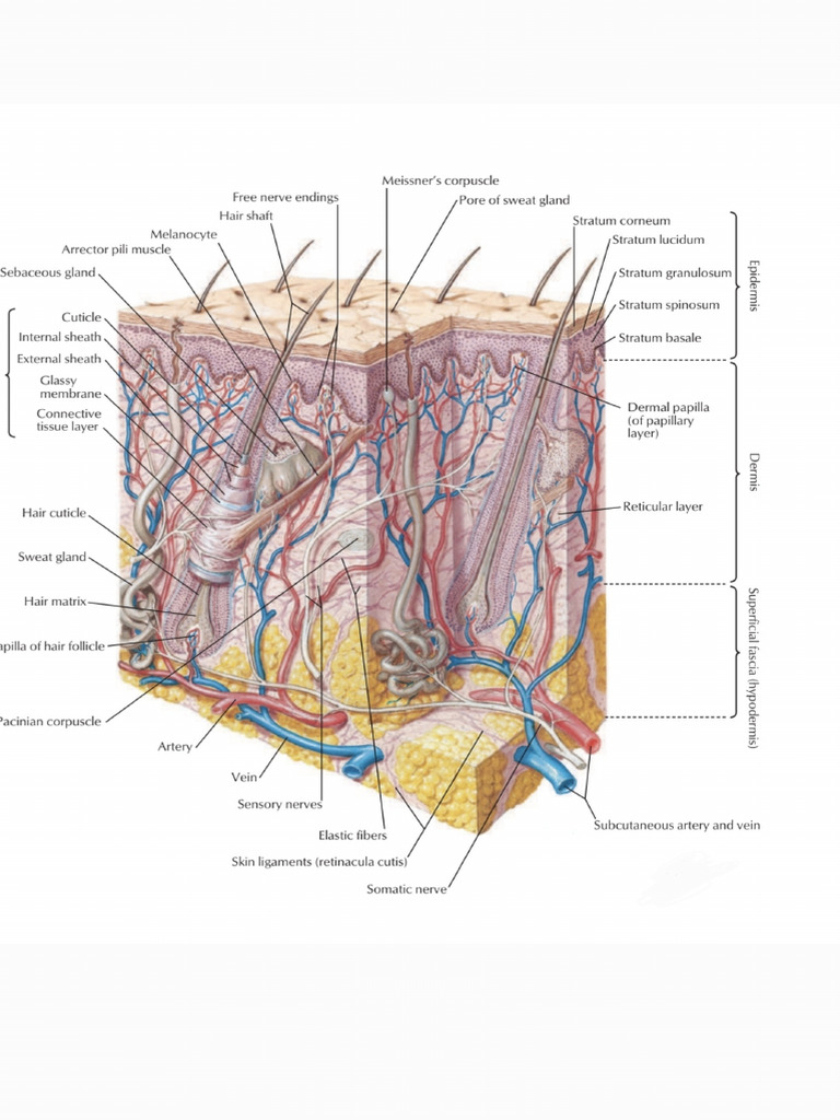 Skin Anatomy PDF | PDF