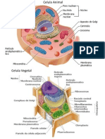 Celula Animal y Celula Vegetal