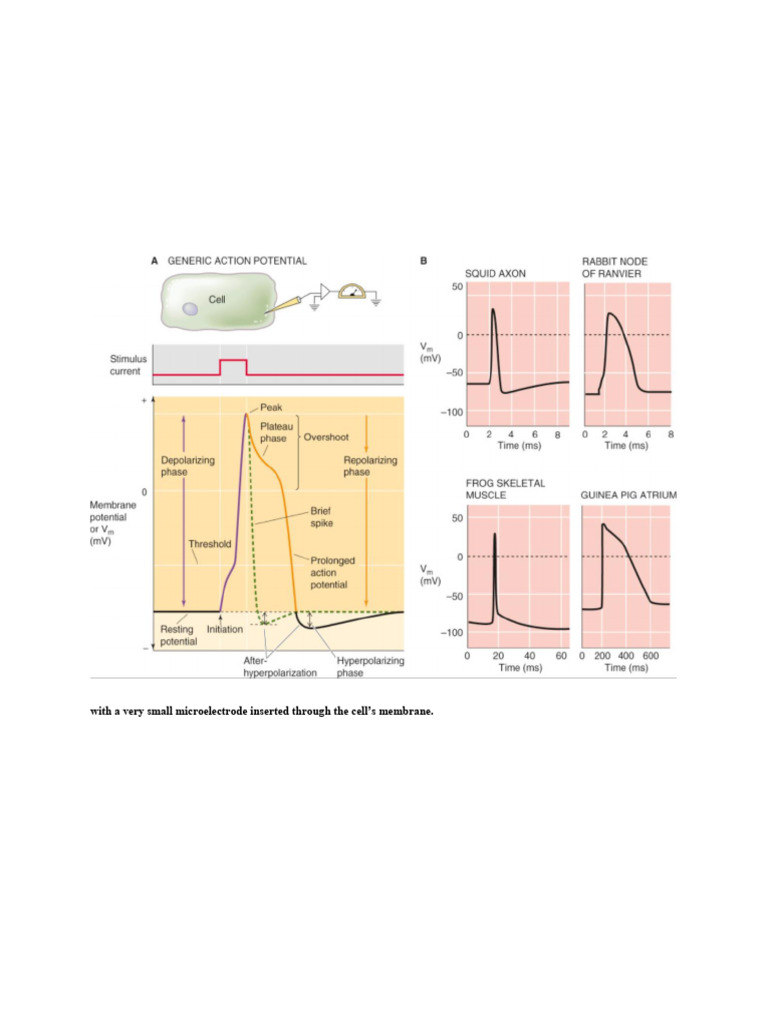 Action Potentials & Hodgkin-Huxley Model | PDF | Action Potential ...