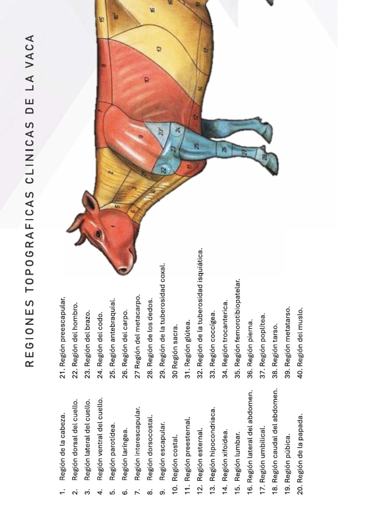 Vaca | PDF
