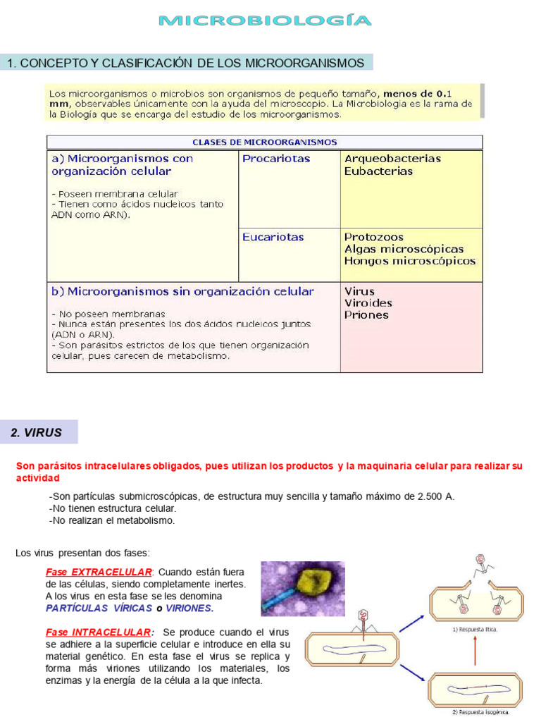 Clasificación y Ciclo de los Virus | PDF | Virus | Las bacterias