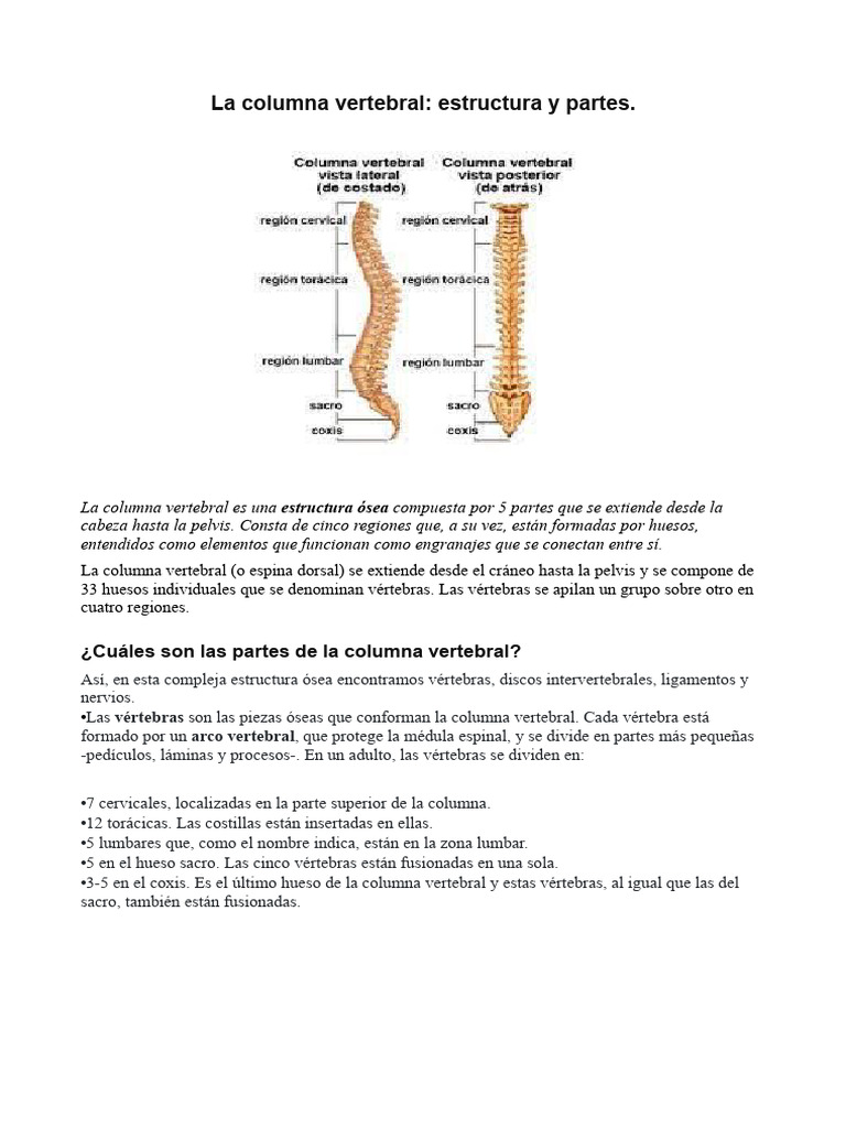 Estructura de la columna vertebral | PDF | Vértebra | Sistema esquelético