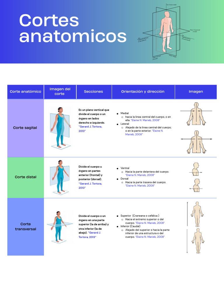 Cuadro Comparativo de Cortes Anatómicos | PDF | Términos anatómicos de ...