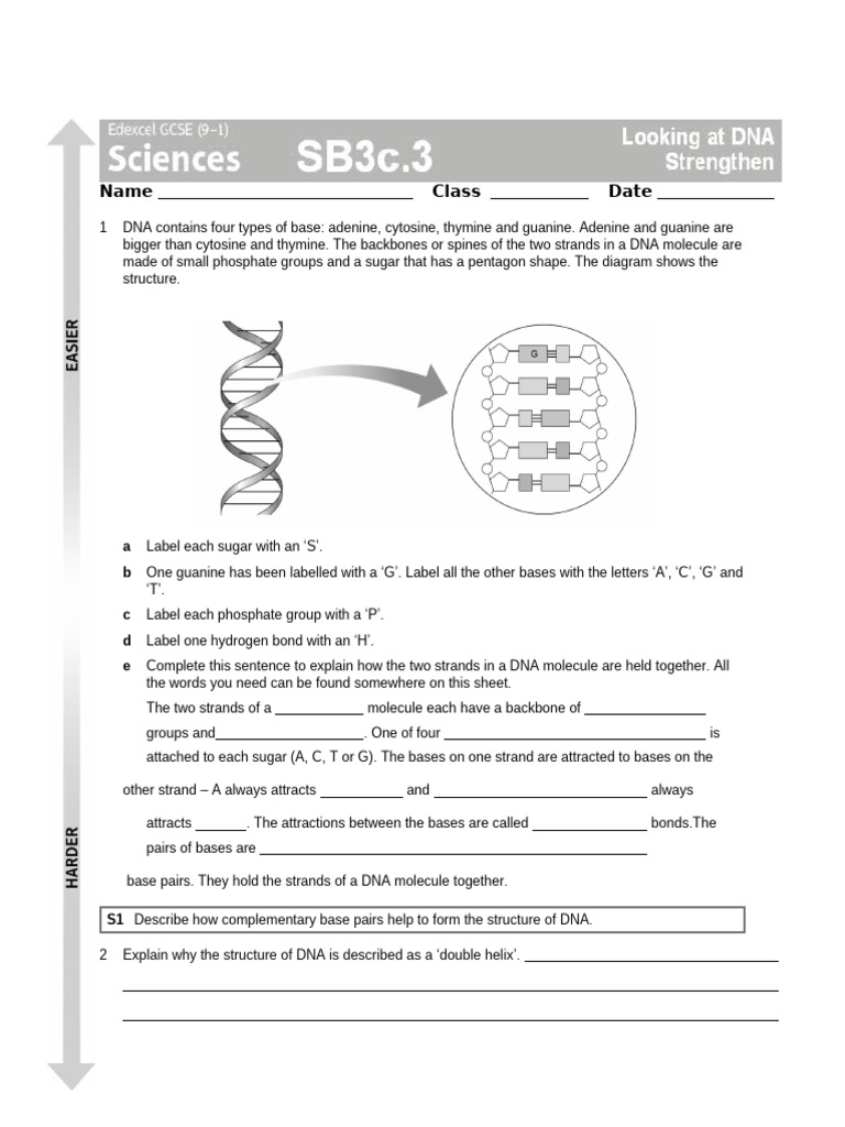 Dna Structure Worksheet | PDF