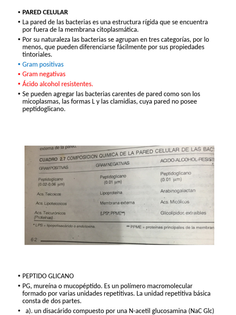 Estructura y Función de la Pared Celular Bacteriana | PDF | Las ...