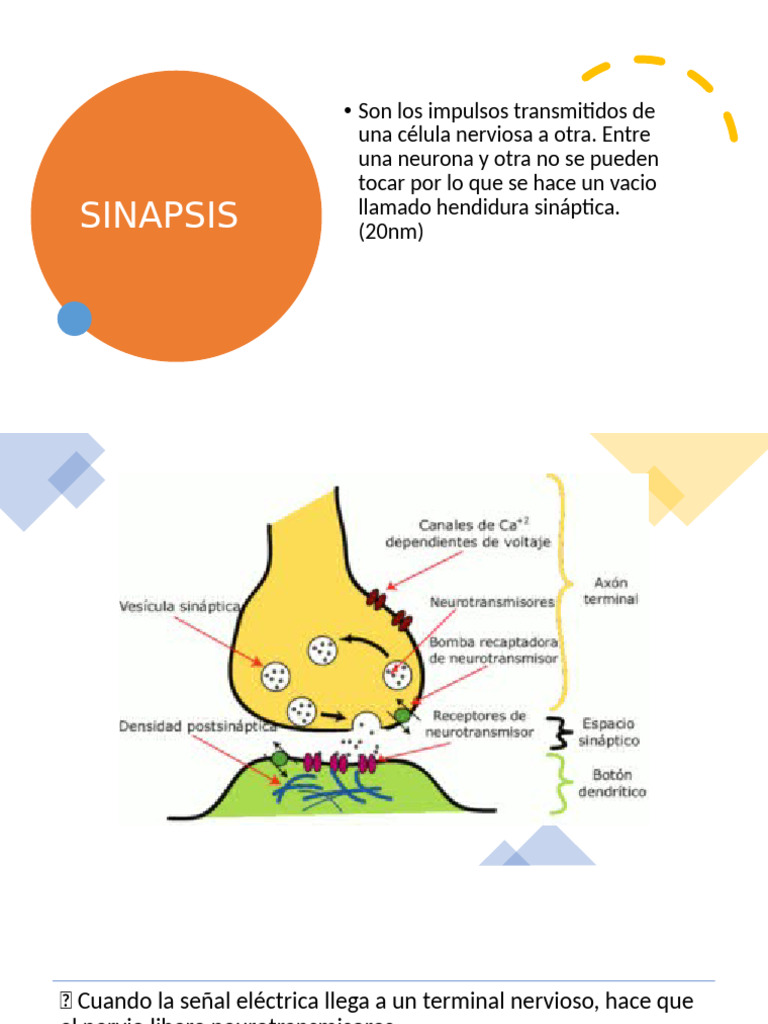 Tipos de Sinapsis y Neurotransmisores | PDF