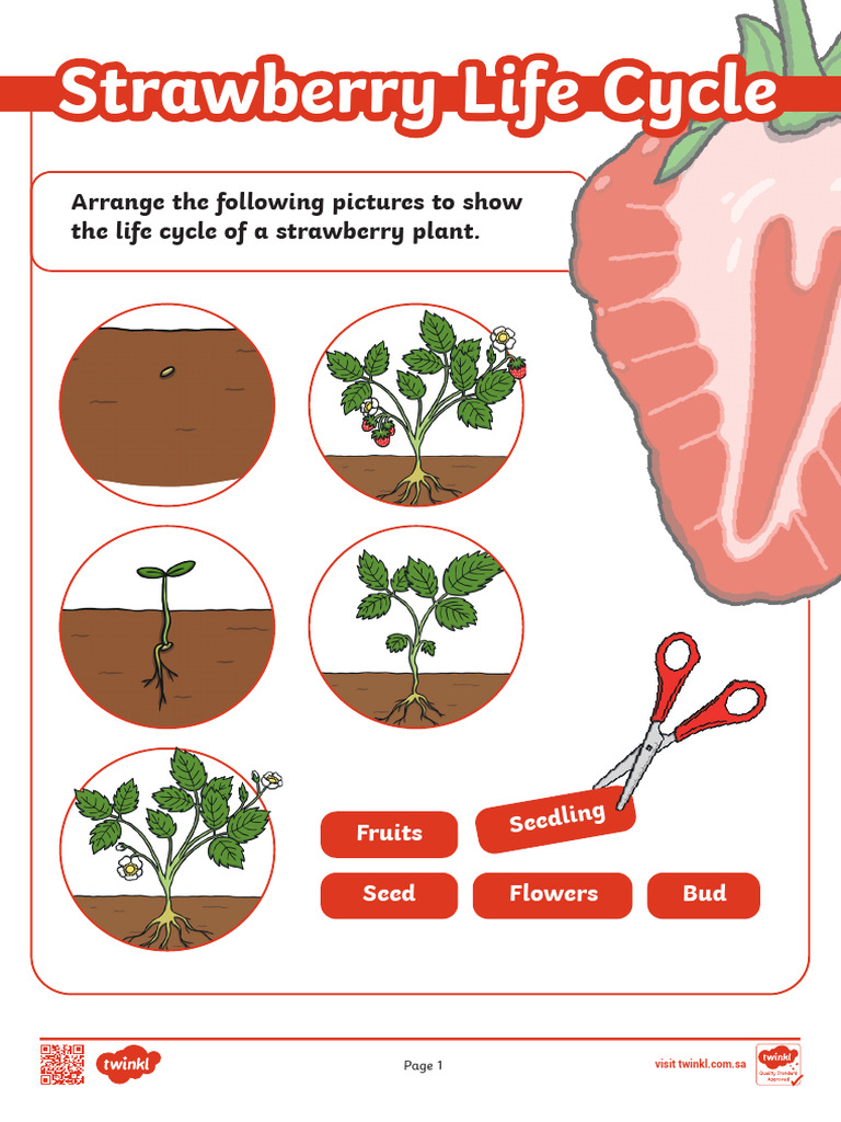 Strawberry Life Cycle Worksheet | PDF