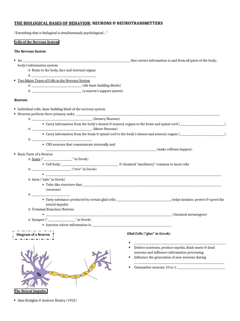 Neurotransmitters and Neural Function | PDF | Neurotransmitter | Neuron