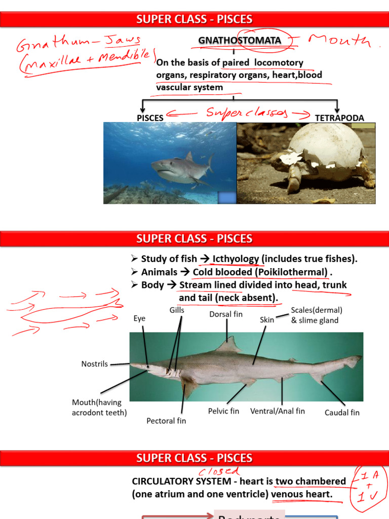 13 Pisces E 17 Nov | PDF | Fish | Vertebrates