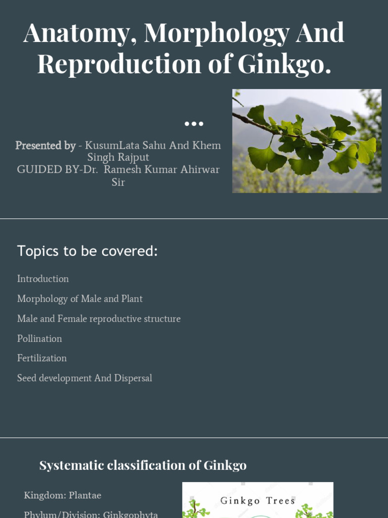 Ginkgo Biloba: Anatomy and Reproduction | PDF | Seed | Fertilisation