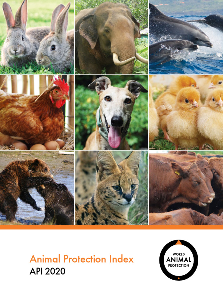 Animal Protection Index 2020 Report | PDF | Animal Welfare | Cruelty To ...