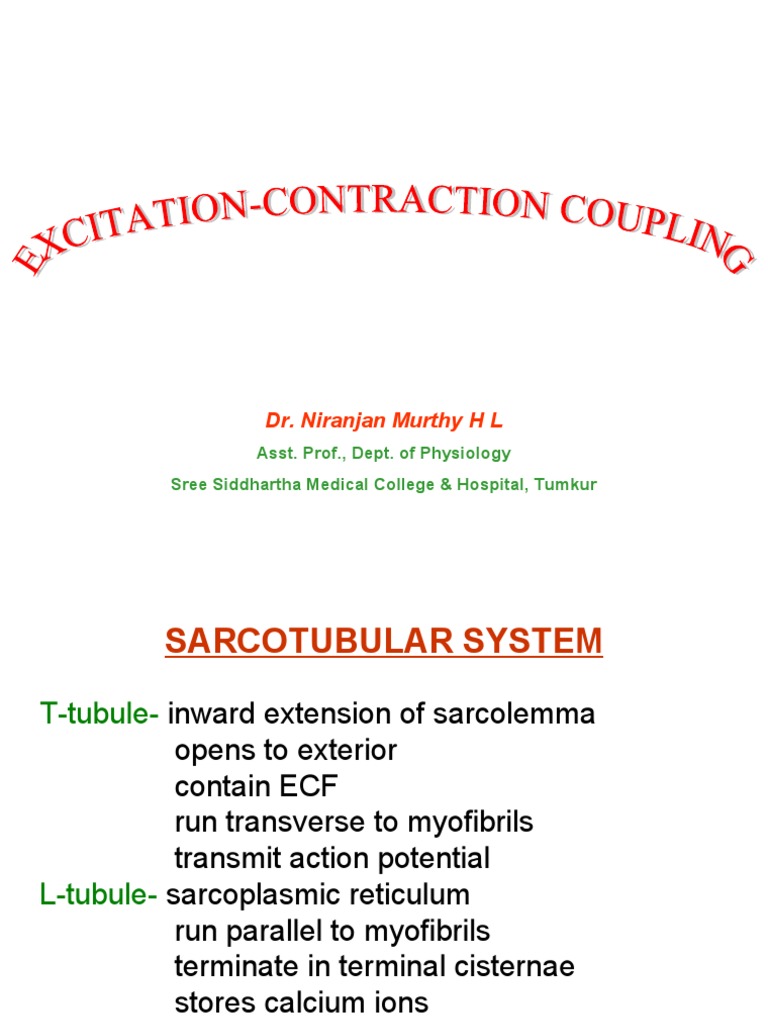 Excitation Contraction Coupling | PDF