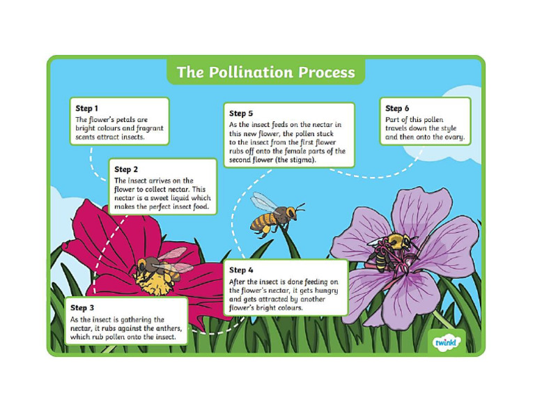 Pollinitation Process | PDF