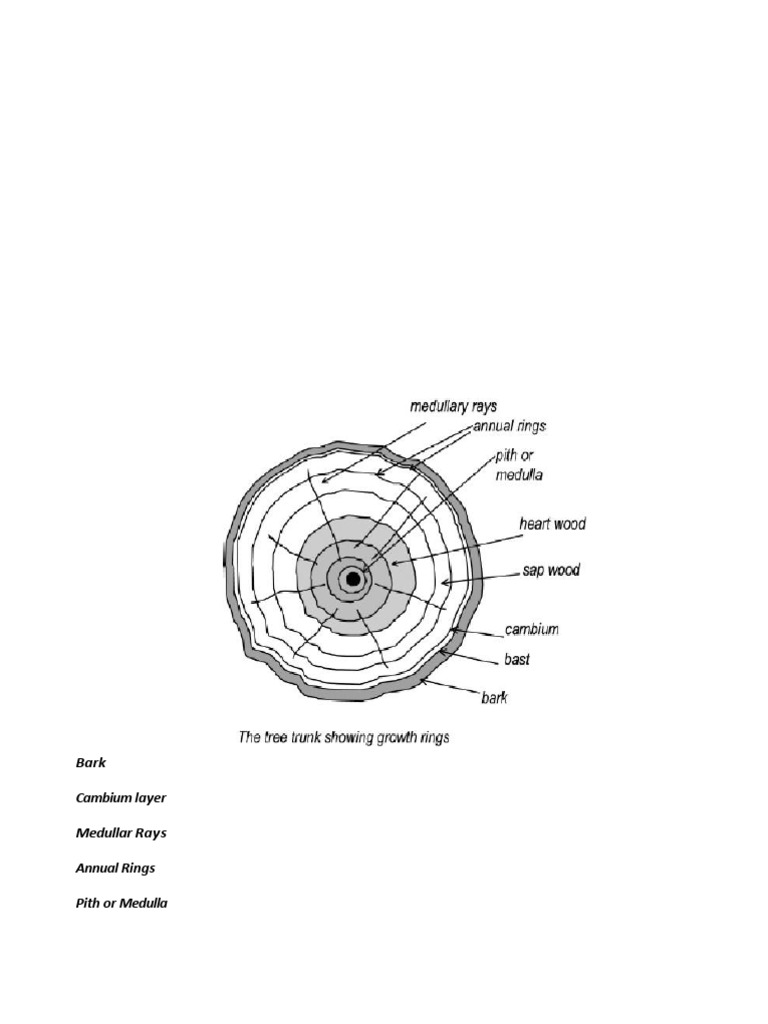 Timber Growth, Conversion, and Products | PDF | Plywood | Wood