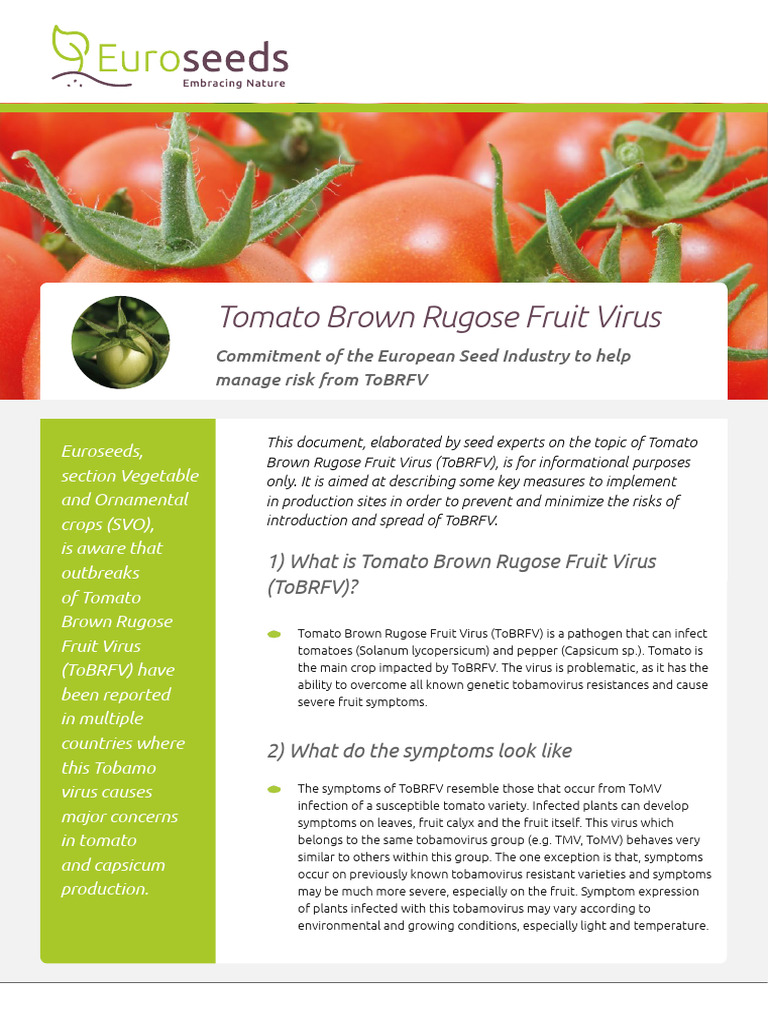 Preventing Tomato Brown Rugose Virus | PDF | Organisms | Microbiology