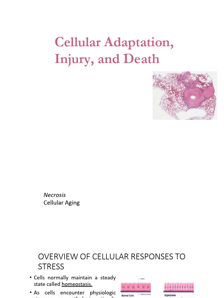 Cellular Adaptation and Injury Mechanisms | PDF | Apoptosis | Reactive ...