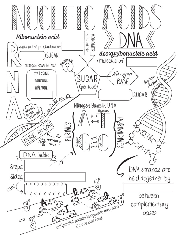 Understanding DNA and RNA Structure | PDF | Nucleic Acids | Molecular ...