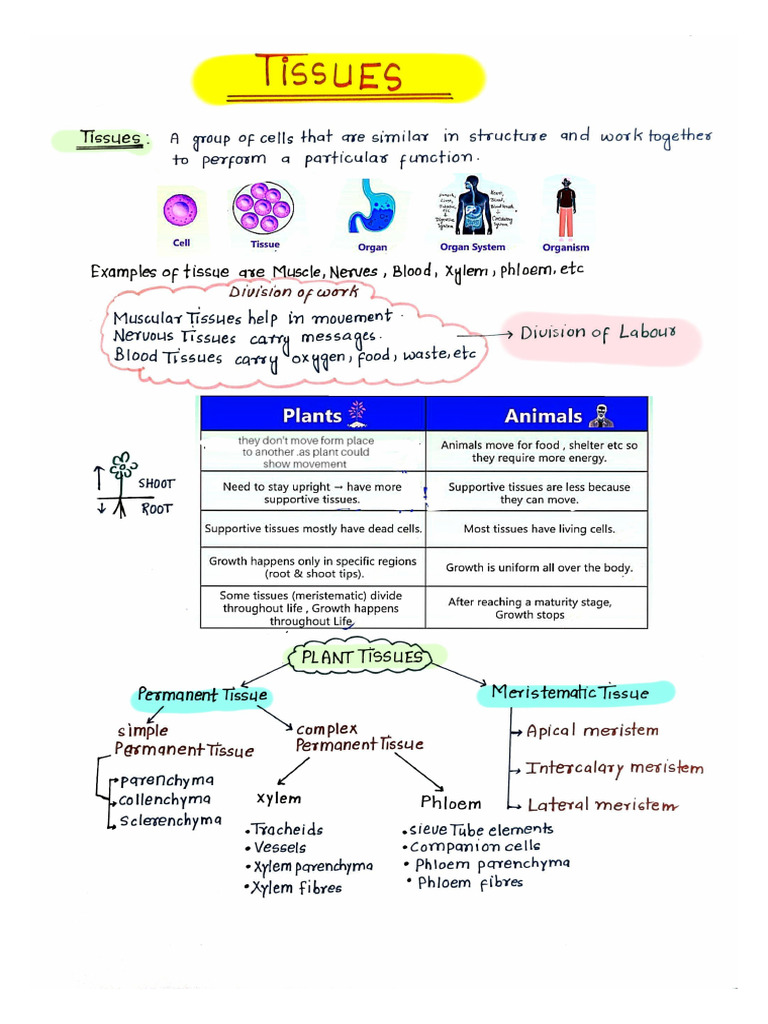 Tissue Handwritten Notes | PDF