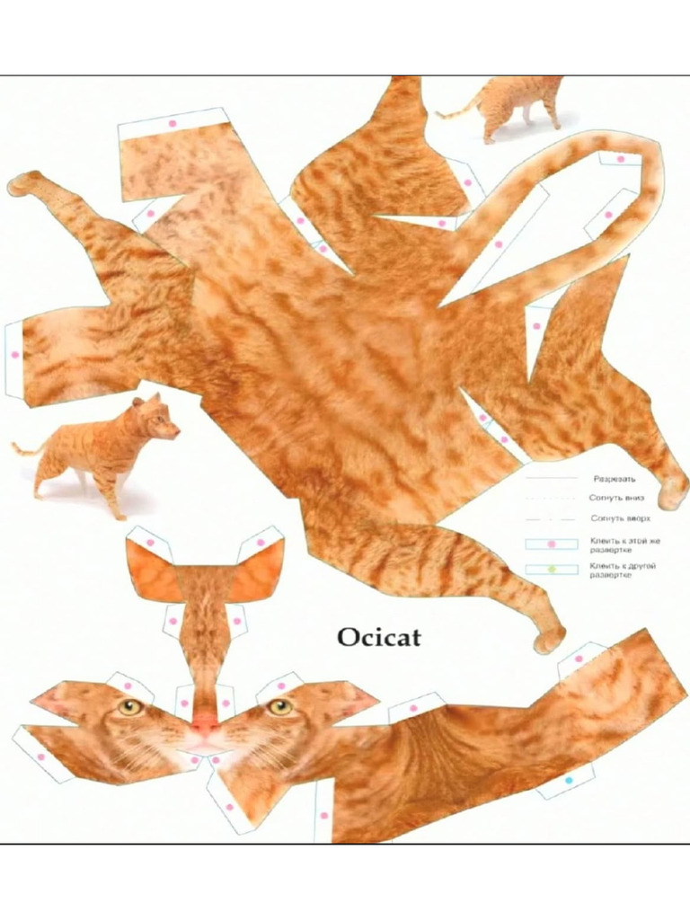 Cat | PDF