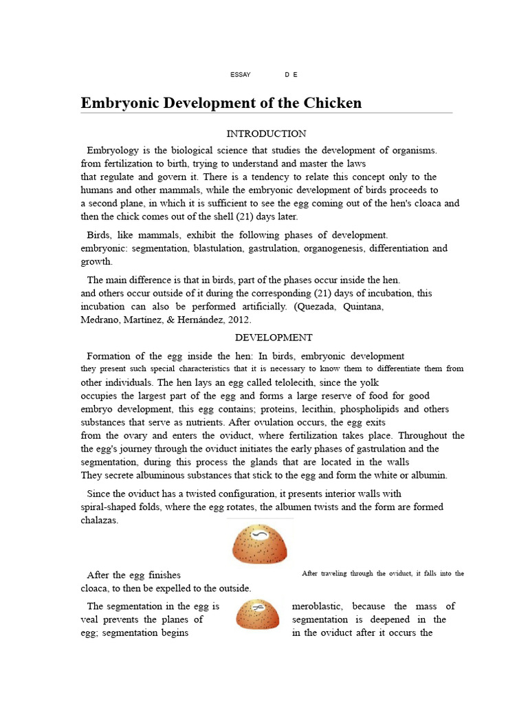 Chicken Embryonic Development Stages | PDF | Embryo | Egg