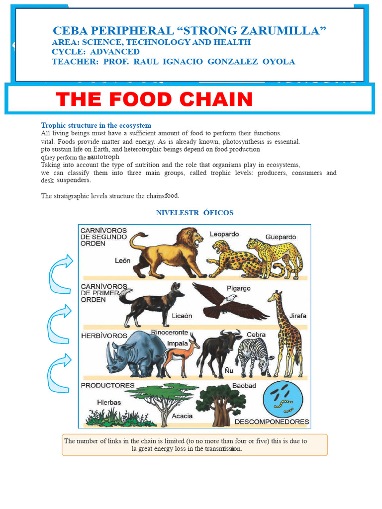 The Food Chain For Third Grade of Secondary School | PDF | Food Web | Foods