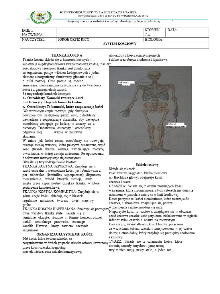 Układ Kostny Dla 6 Klasy | PDF