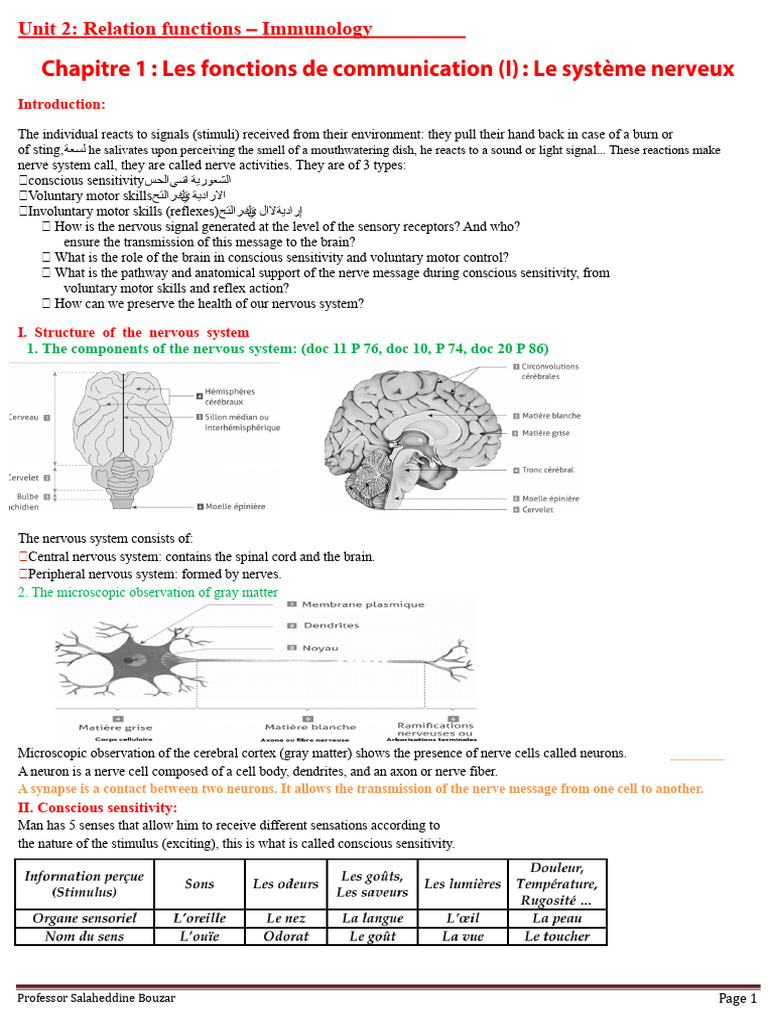 Nervous System Functions and Health | PDF | Nervous System | Motor Neuron