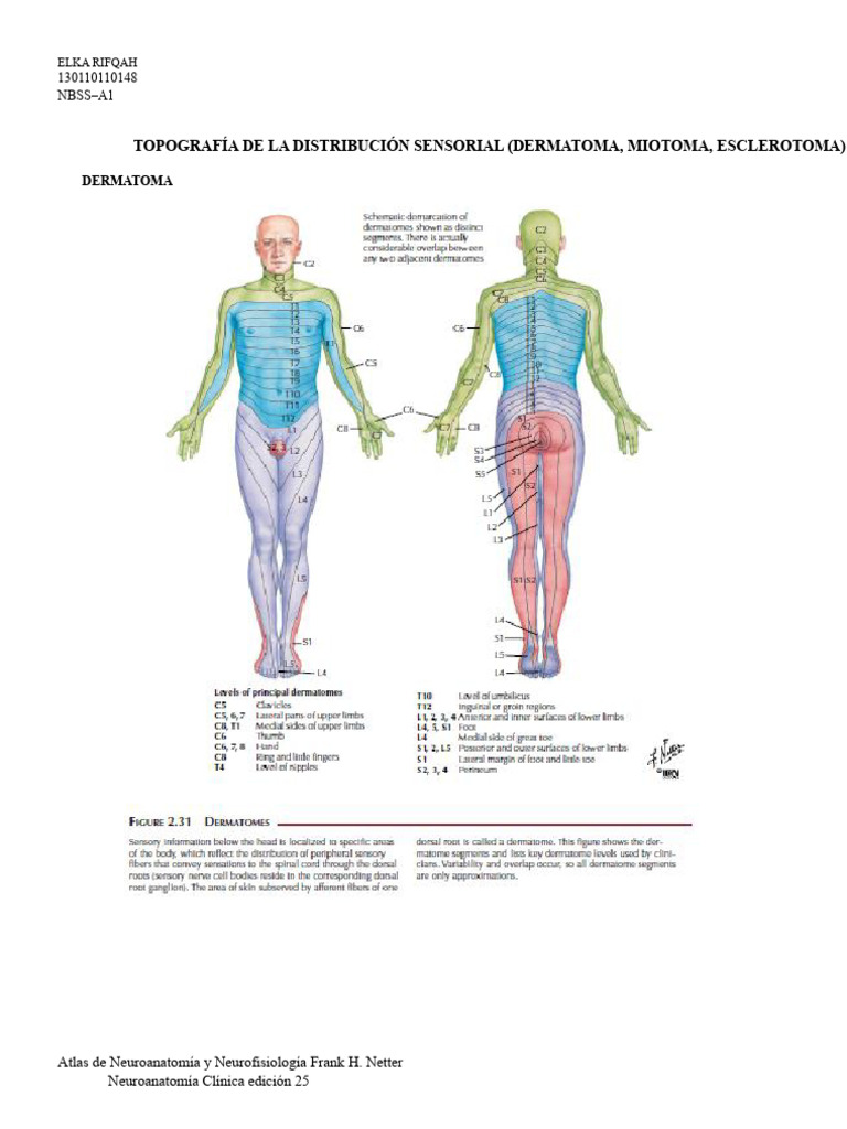 Dermatomi, Miotomi, Esclerotomi | PDF | Nervio | Neuroanatomía