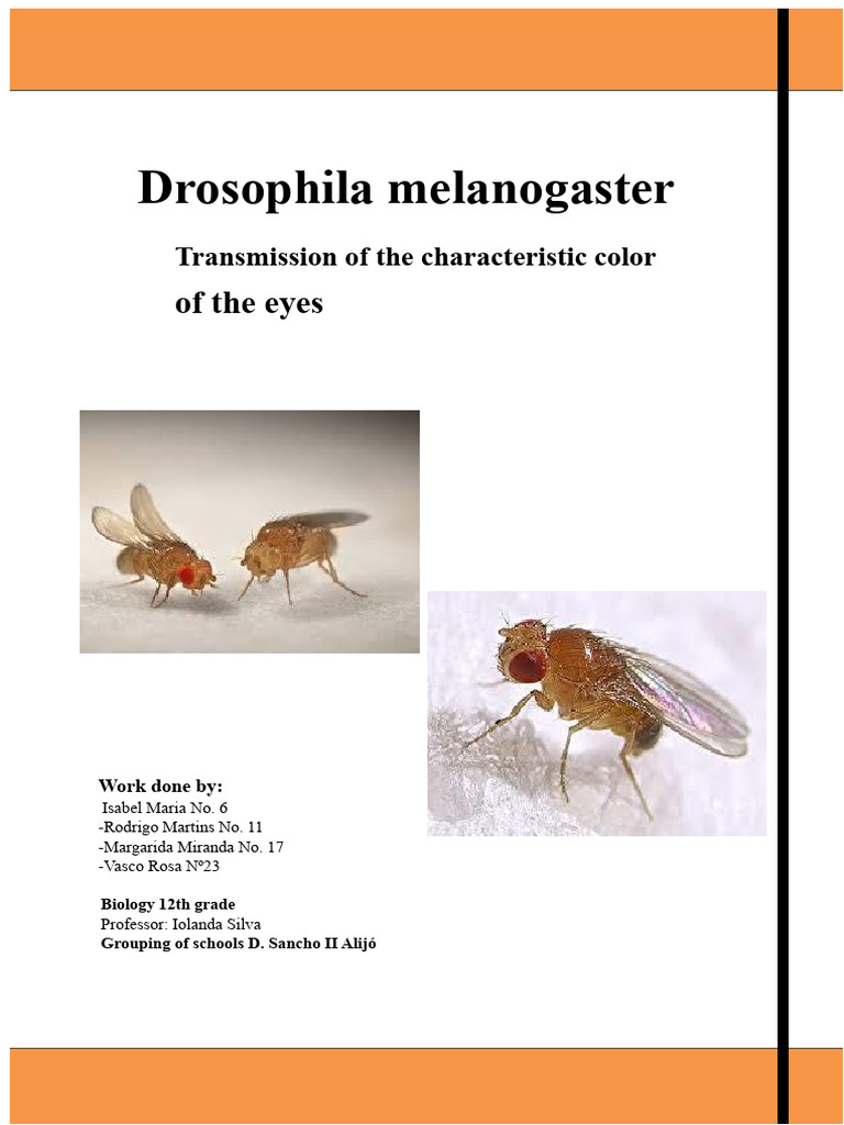 Drosophila Eye Color Inheritance Study | PDF | Zygosity | Dominance ...