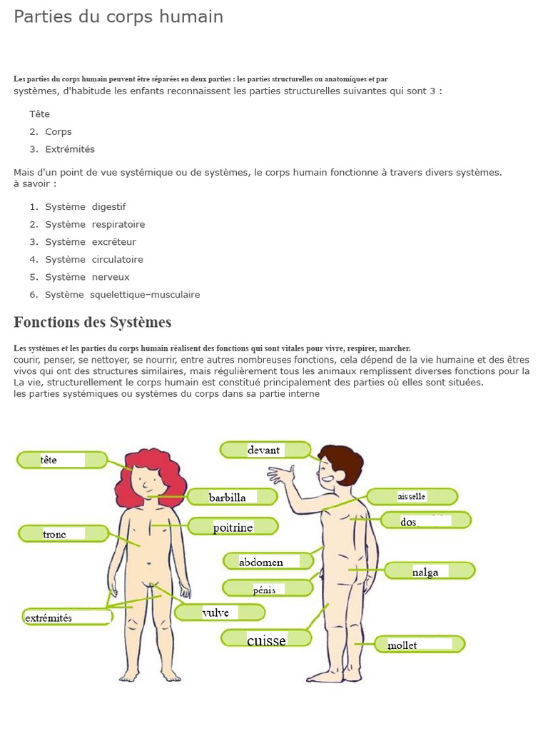 Anatomie et systèmes du corps humain | PDF | Corps humain | Système nerveux