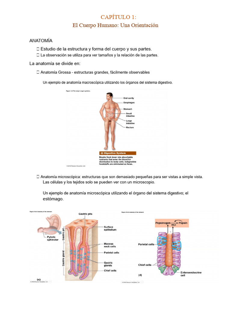 Anatomía y Fisiología del Cuerpo Humano | PDF | Términos anatómicos de ...
