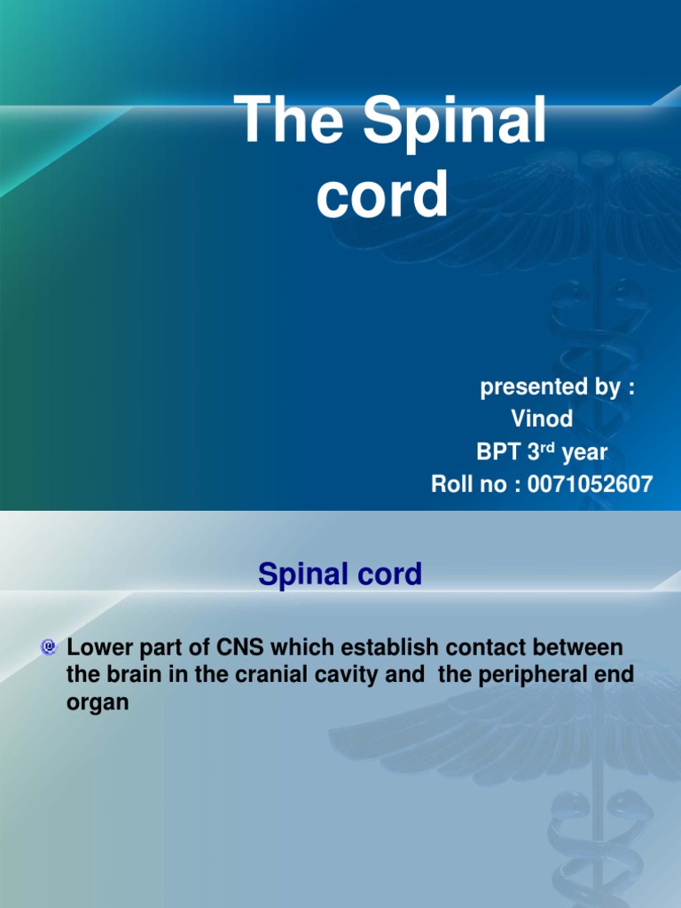 Spinal Cord Anatomy and Protection | PDF | Spinal Cord | Vertebral Column