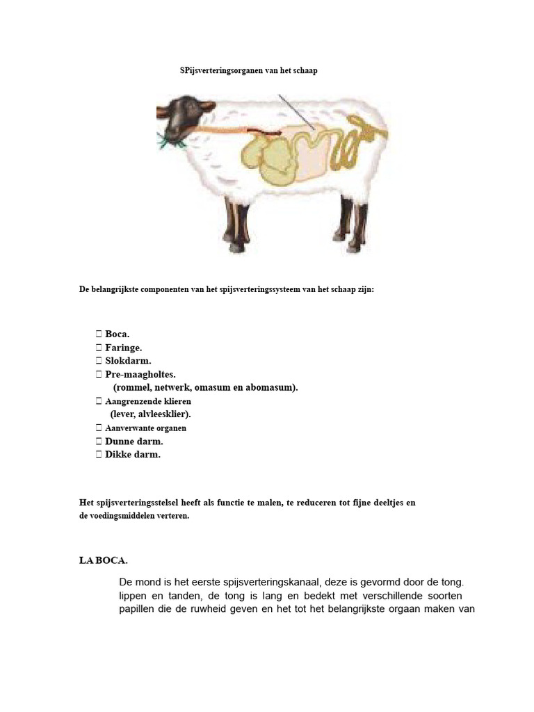 Digeestieves Organen Van de Schapen | PDF