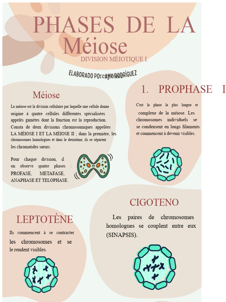Phases De La M iose Guide Complet PDF