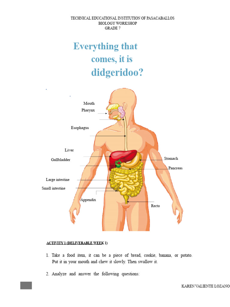 Grade 7 Digestive System Workshop | PDF | Digestion | Human Digestive ...