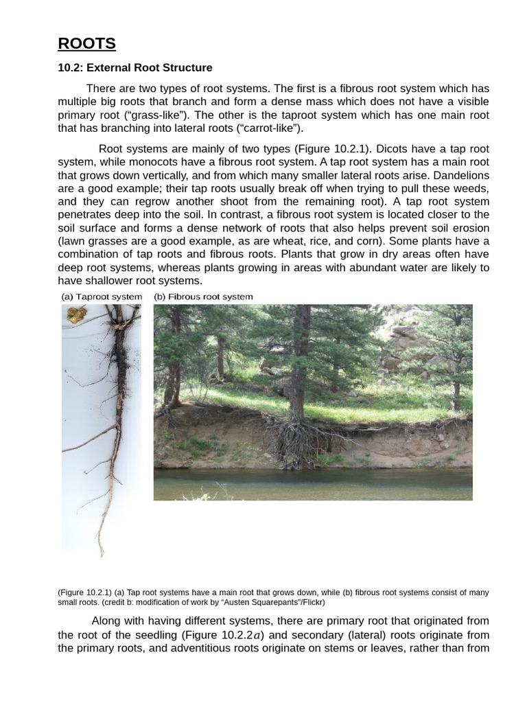 Botany Lecture Reviewer - Module 1-5 | PDF | Plant Stem | Root