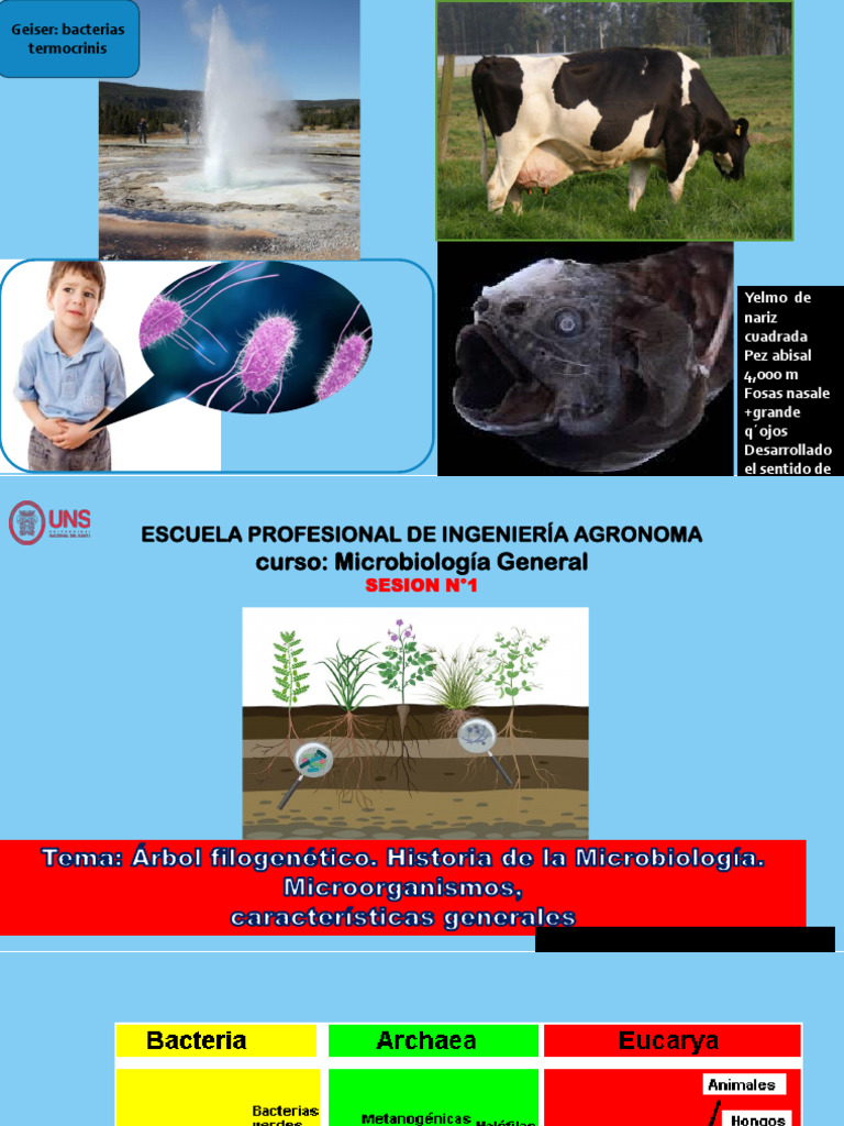 Historia y Clasificación de Microorganismos | PDF | Las bacterias ...