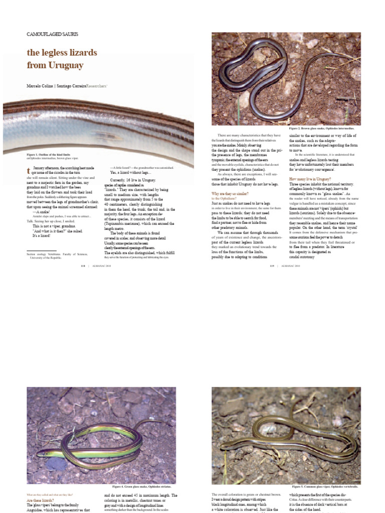 Legless Lizards of Uruguay: A Study | PDF | Snake | Lizard