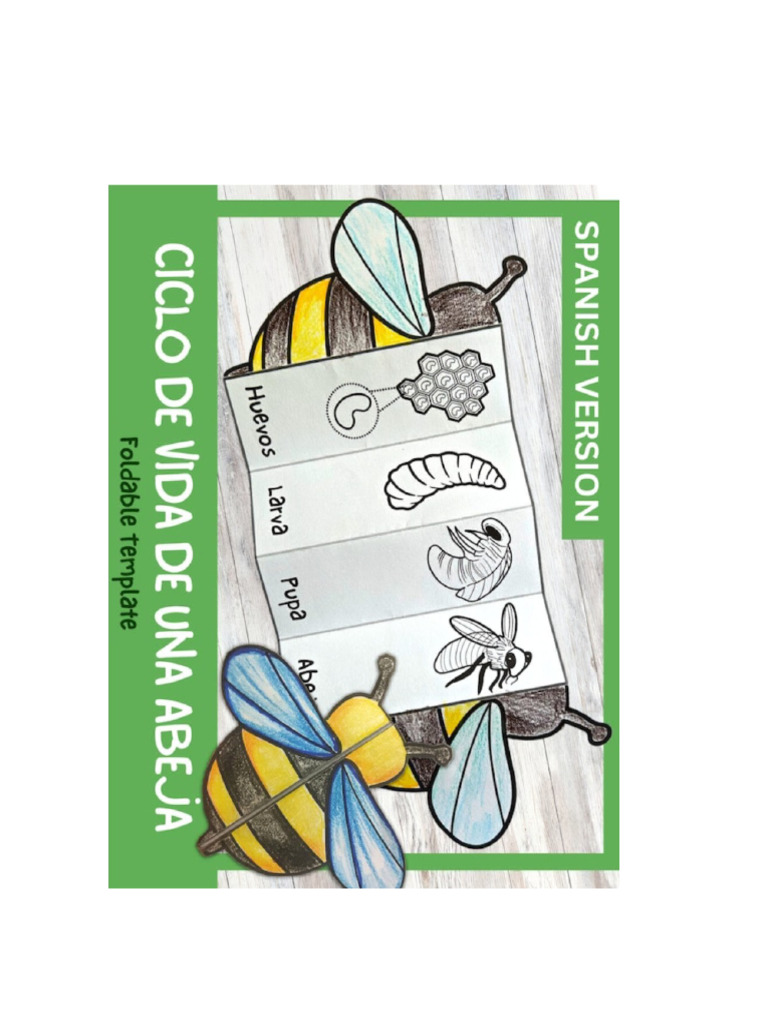Ciclo de Vida de Una Abeja | PDF